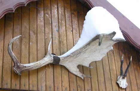 Winterliche Trophäe Winterliche Trophäe