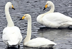 Singschwäne wurden bei der Vogelzählung an der Eder schon zum zweiten Mal in Folge nicht mehr gesehen. Foto: G. Kalden